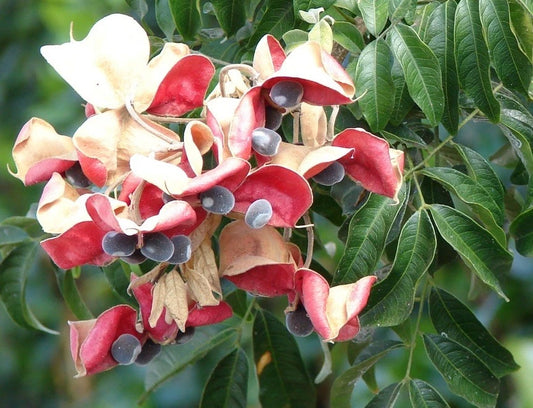Mgambo Black Pearl Tree Seeds - 15 Authentic Velvet Beads for Jewelry Craft - Unique Natural Craft Supplies