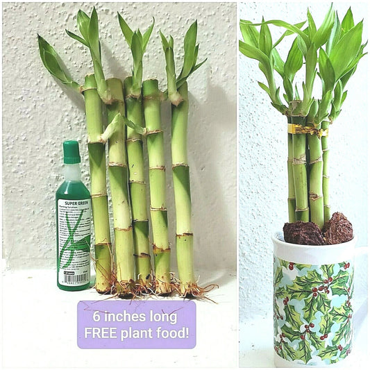 6" Lucky Bamboo Plant - 5 Stalks, Feng Shui Decor, Perennial, Rooted - Dracaena sanderiana, Includes Free Plant Food