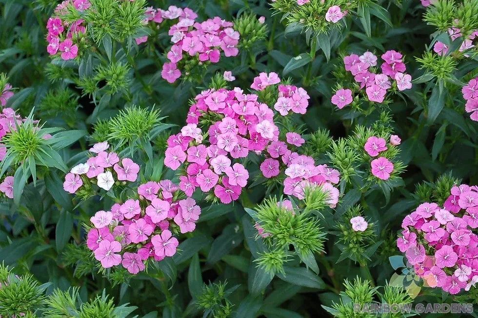 200+ Jolt Pink Magic Mix Carnation Seeds - Dianthus caryophyllus - Flower Seeds for Garden - USA