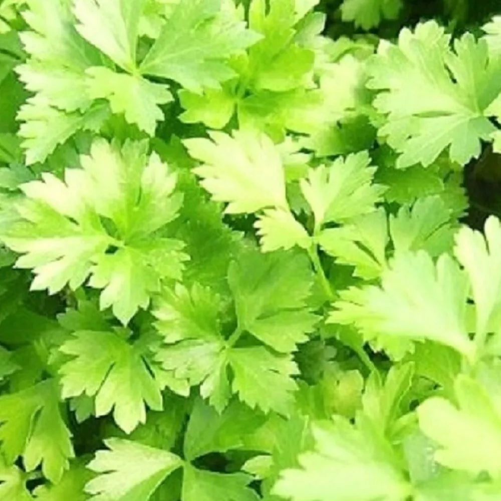 Italian Parsley Seeds | Green Flat Leaf | NON-GMO Heirloom | Petroselinum crispum