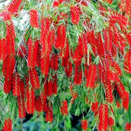 50 Weeping Bottlebrush Seeds - Callistemon viminalis - Flowering Garden Plant for Landscaping