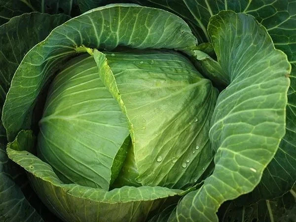 Cabbage Seeds 200+ Count Brunswick Heirloom Non-GMO Fresh Seeds for Gardening (Brassica oleracea)