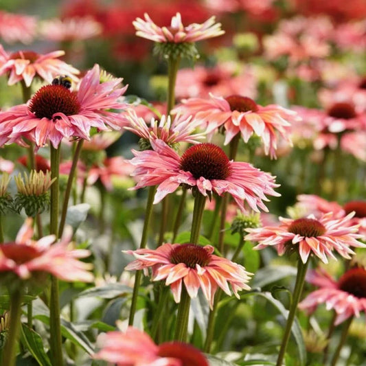 50 Coneflower Seeds - Playful Meadows Echinacea Perennial Flowers - Echinacea purpurea