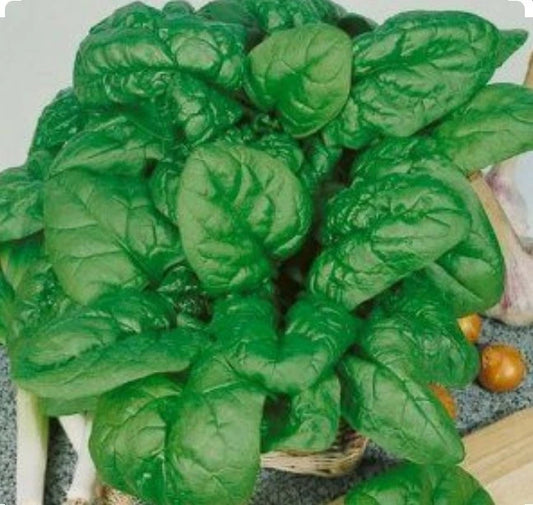 Bloomsdale Spinach Seeds - 200 Non-GMO Organic Seeds - Open Pollinated - Cool Weather Variety - Spinacia oleracea