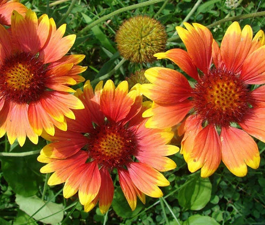 Blanket Flower Seeds - 1,200 Bulk Seeds - Gaillardia Aristata - Vibrant Wildflower for Gardens and Pollinator Attracting