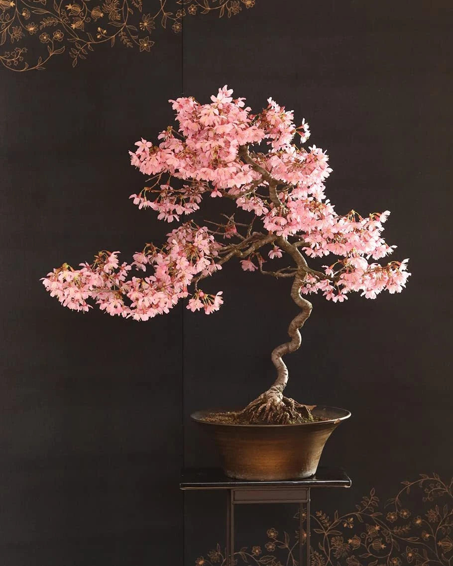 Japanese Flowering Cherry Blossom Bonsai Seeds - 30 Pack - Sakura Bonsai Seeds (Prunus serrulata)