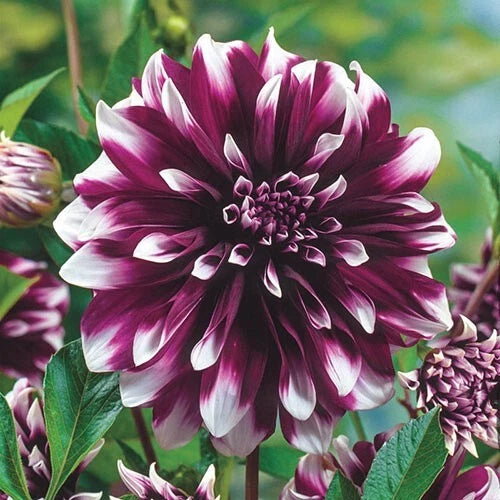 Dahlia Flower Seeds - 25 Perennial Concentrate Seeds - Colorful Blooms - Ideal for Gardens - 1105 US SELL