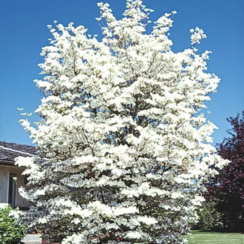 Flowering Dogwood Tree Live Plant 12-18 Inches, Cornus florida, Pink Flowers, Ornamental Tree for Garden Landscaping