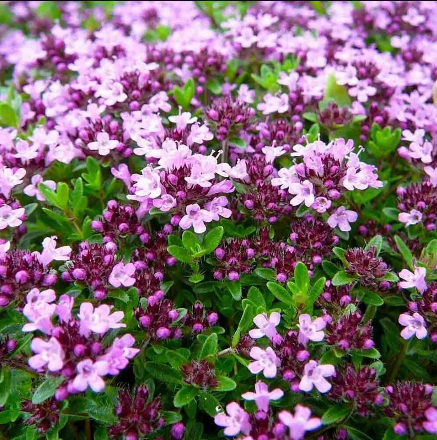 Mother of Thyme Herb Plug, 3"x3", Low-Growing Perennial, Thymus serpyllum, Pollinator-Friendly, Aromatic Ground Cover