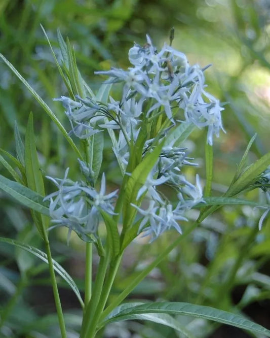 20 Seeds - Shining Blue Star Amsonia illustris - Native Perennial Wildflower - GroCo USA