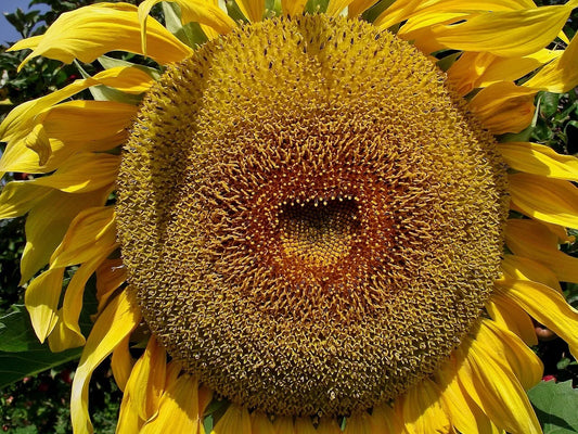 American Giant Hybrid Sunflower Seeds - 25 Pack - Helianthus annuus - Perfect for Large Heads and Vibrant Blooms