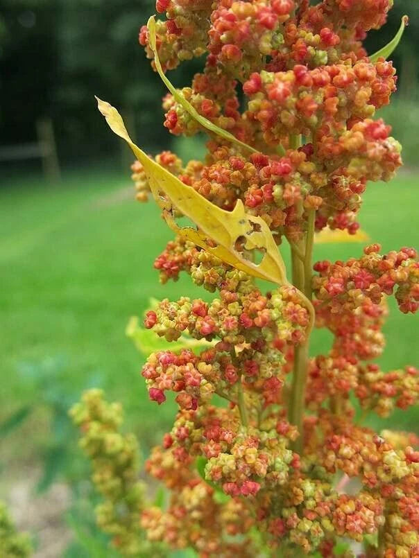 Lambsquarters Seeds for Planting 100 Seeds Chenopodium Album Organic Heirloom Non-GMO Edible Greens
