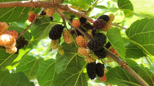 Black Mulberry Tree Cuttings - 25 Premium Cuttings - Morus nigra - Ideal for Planting and Propagation