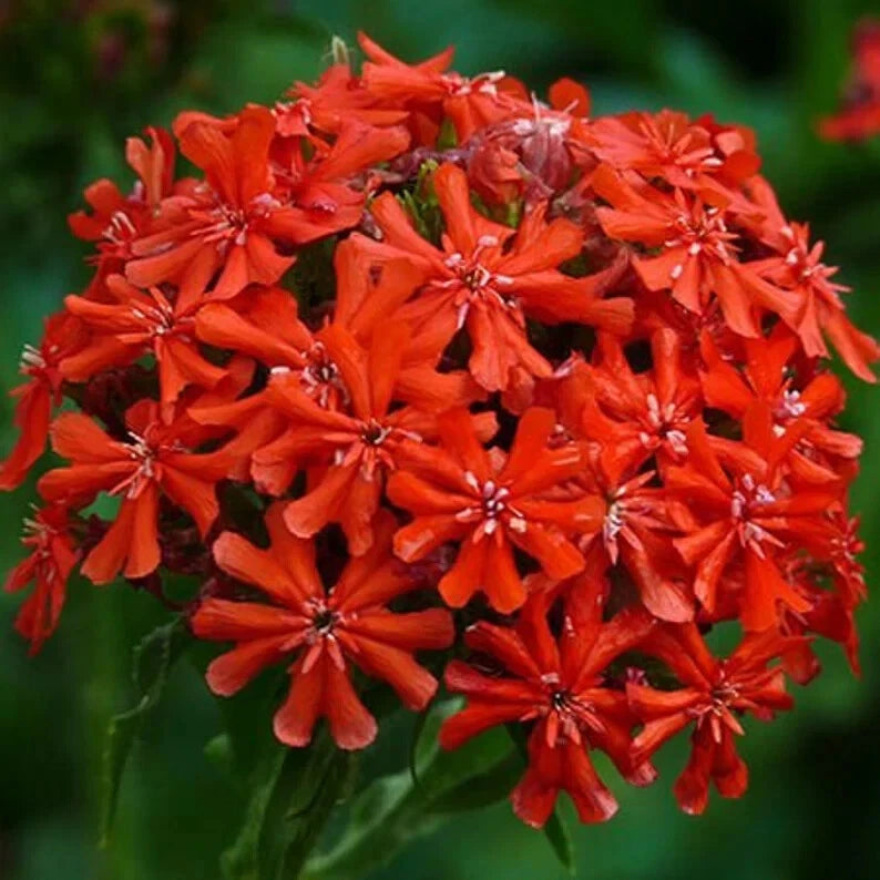 Burning Love Perennial Seeds - 50 Organic Lychnis Seeds - USA Grown, Free Shipping