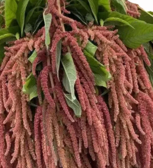 Amaranthus Seeds - Coral Fountains Variety, 35 Seeds - Amaranthus caudatus