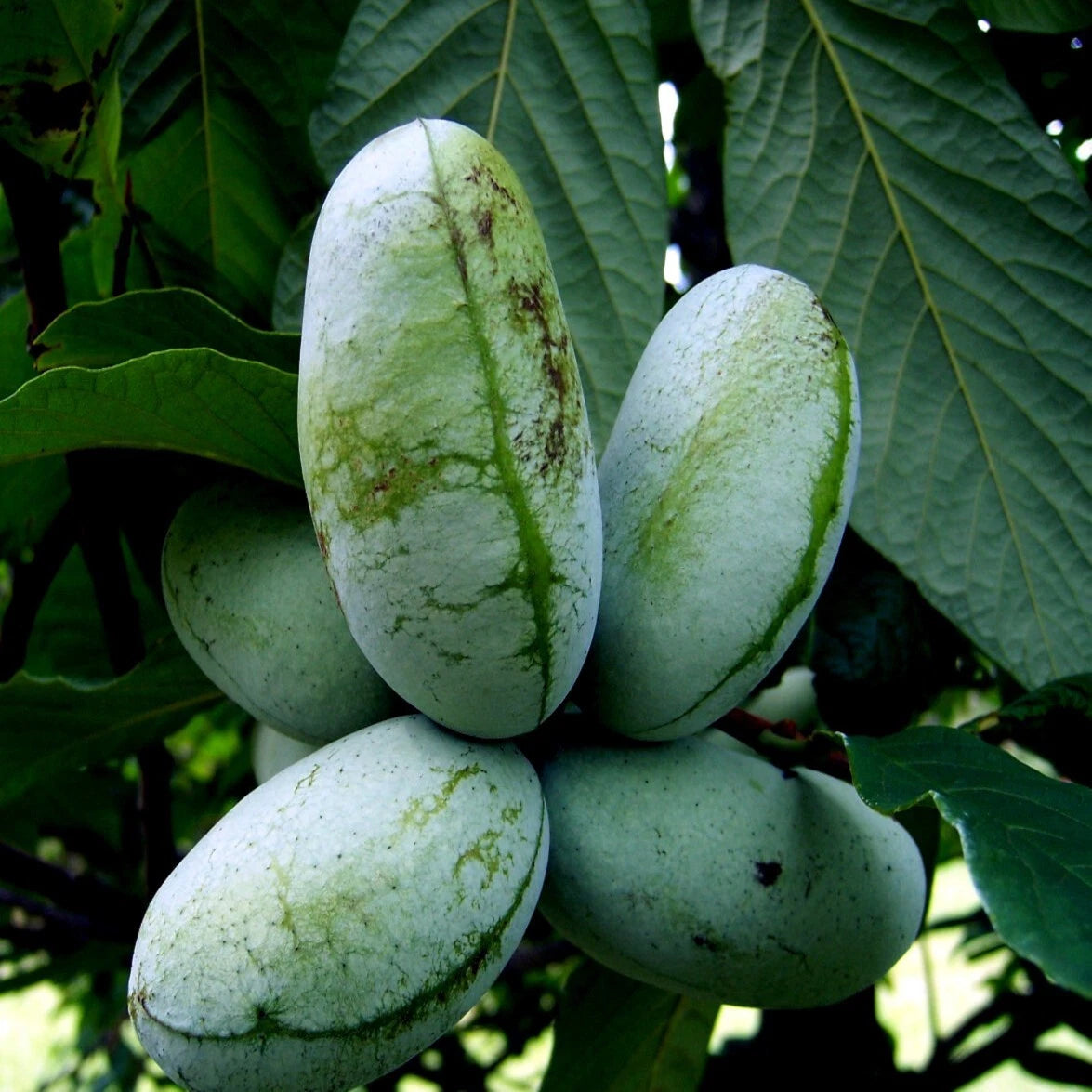 Paw Paw Fruit Tree Seeds - Stratified Indian Banana - Asimina Triloba - Hardy Plant for Home Garden