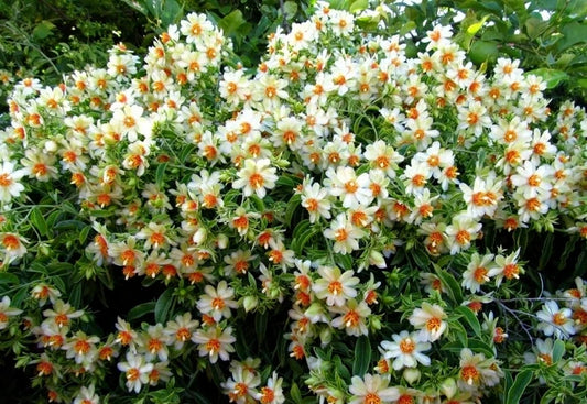Barbados Gooseberry Rose Cactus Seeds - Pereskia aculeata - Exotic Cacti - 10 Seeds for Planting