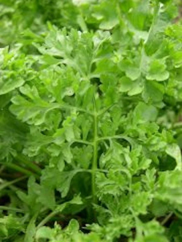 Curled Garden Cress Seeds - 5000 Non-GMO Heirloom Seeds | Lepidium sativum | USA Seller