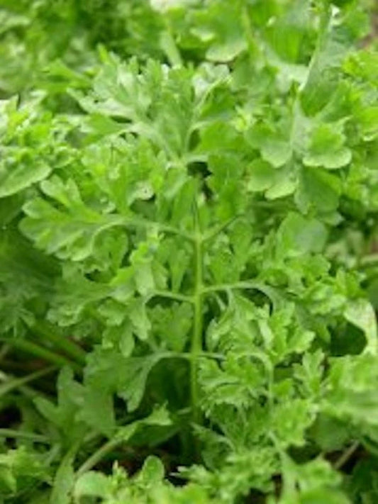Curled Garden Cress Seeds - 5000 Non-GMO Heirloom Seeds | Lepidium sativum | USA Seller