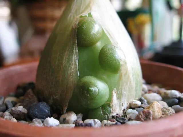 Albucca Bracteata Succulent - 4" Diameter Unusual Plant - Rare Indoor Decor