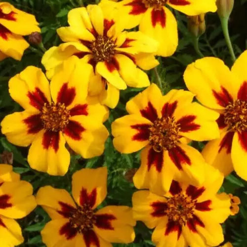 Marigold Seeds 100+ Naughty Marietta French Annual Flower Tagetes patula
