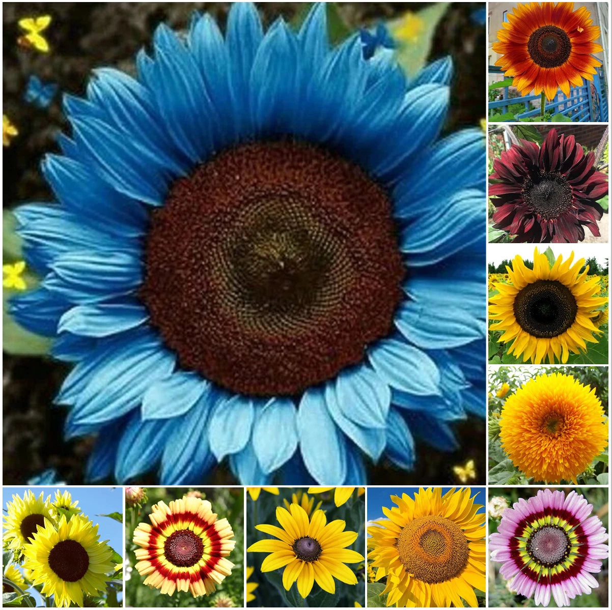 50pcs Mix Variety Pack Sunflower Seeds - Unique 10 Species for Diverse Garden | Helianthus spp.