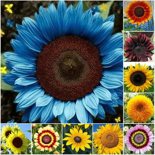 50pcs Mix Variety Pack Sunflower Seeds - Unique 10 Species for Diverse Garden | Helianthus spp.