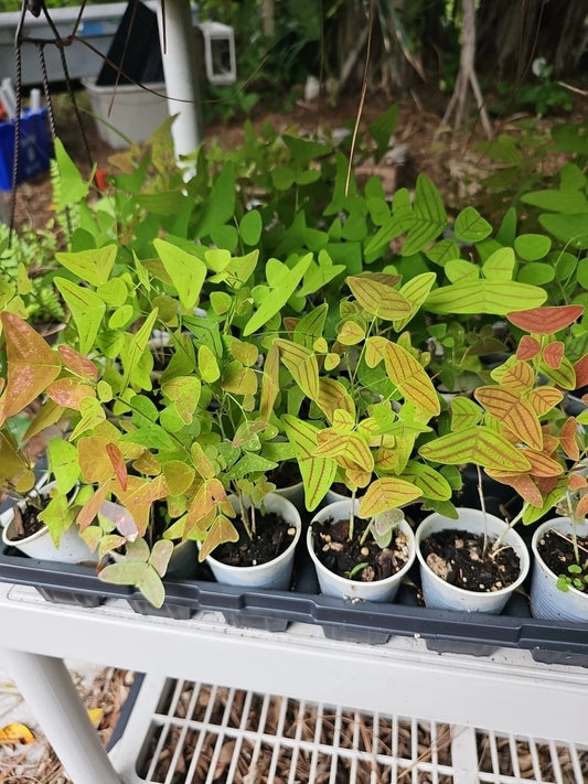 Christia Obcordata Live Starter Plant - Butterfly Wings Swallowtail - 2.5" Pot