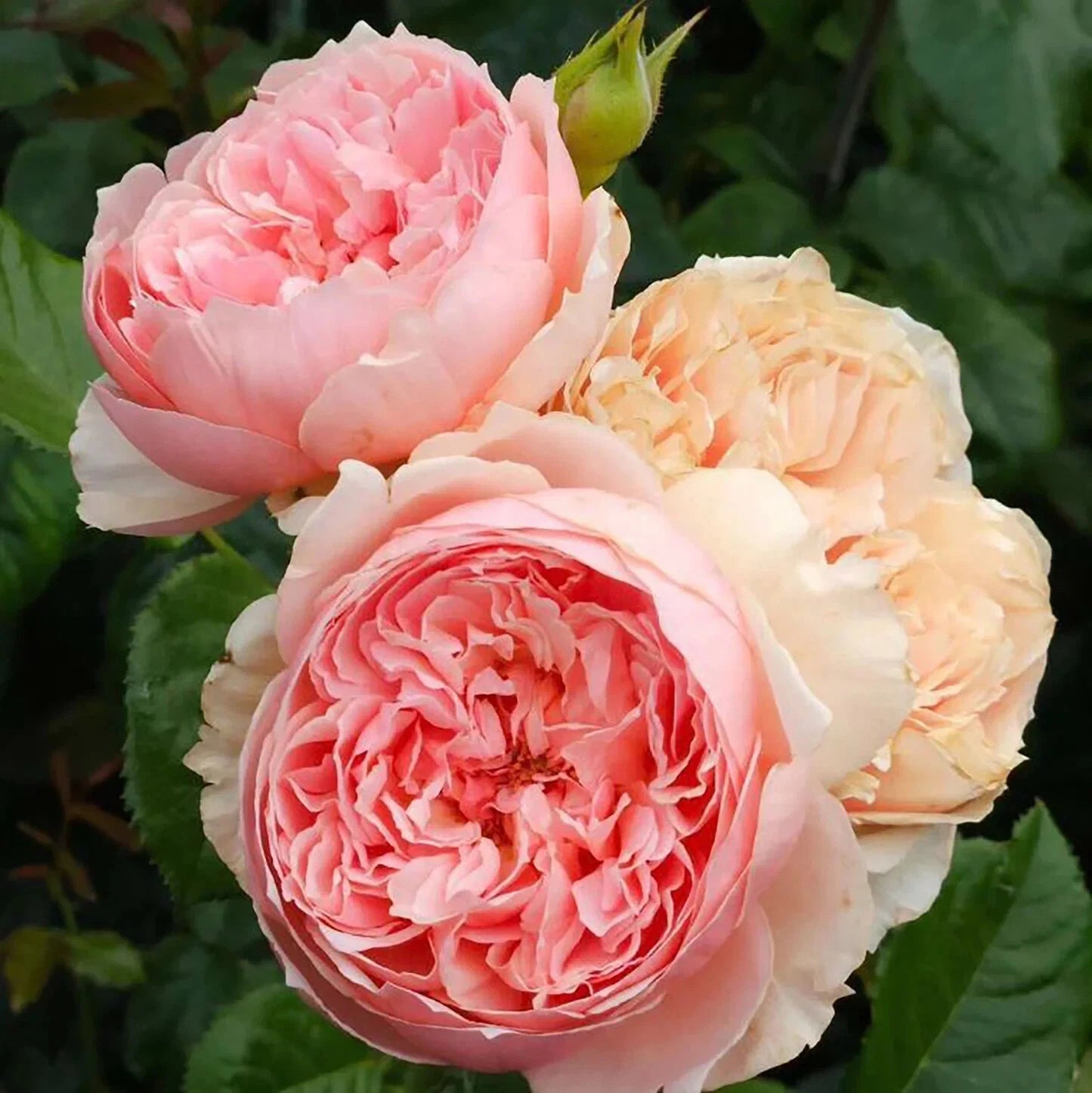 Live Japanese Rose Plant, Own Root, Rose Masora, 真宙, Garden Flower, Outdoor Plant