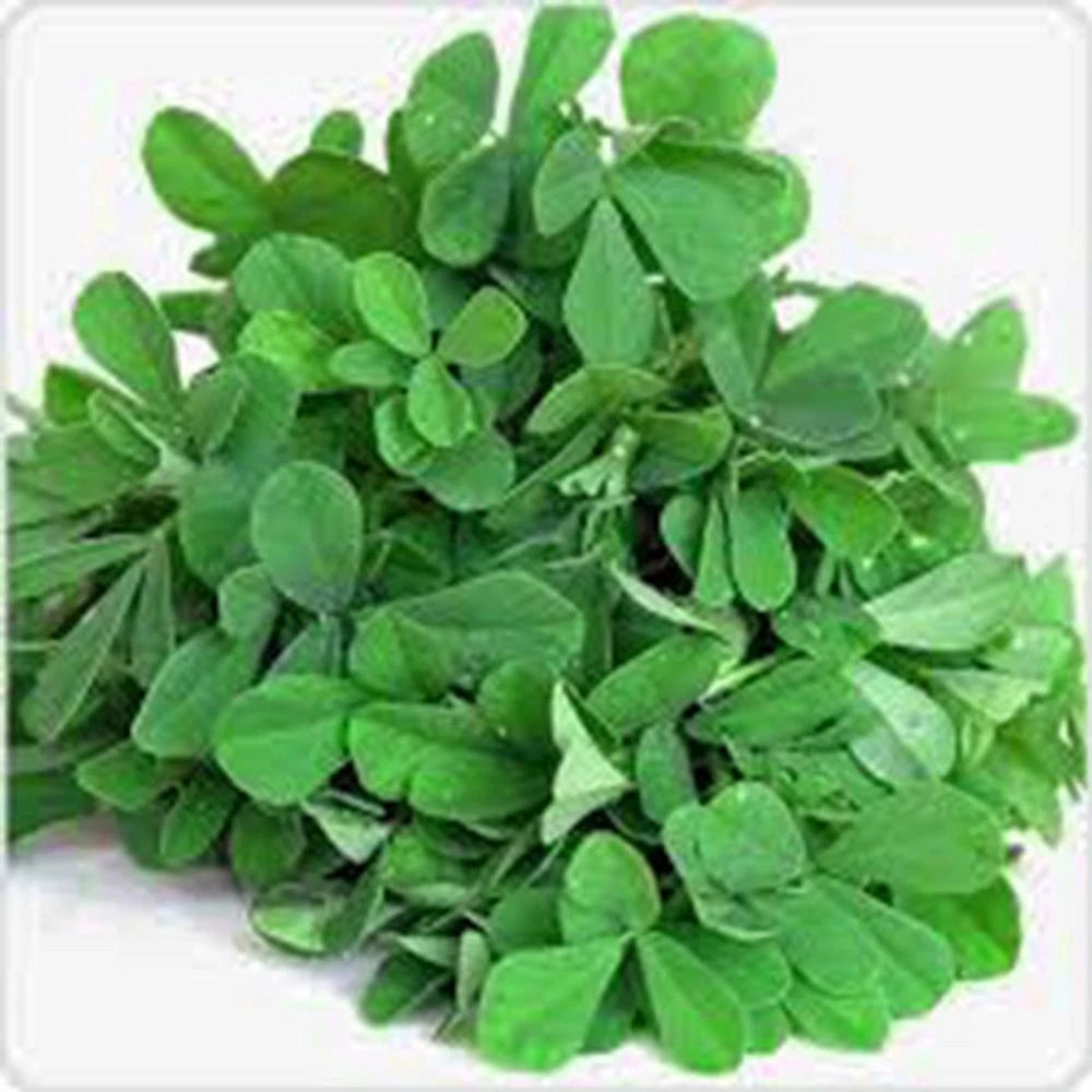 Fenugreek Herb Seeds, 100 Heirloom Non-GMO Seeds for Spice and Herb Garden, Trigonella foenum-graecum