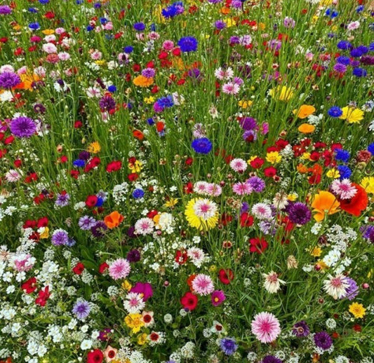 Butterfly & Bird Wildflower Seeds - 300 Seeds - Colorful Pollinator Mix - Native Wildflowers (Various Species)