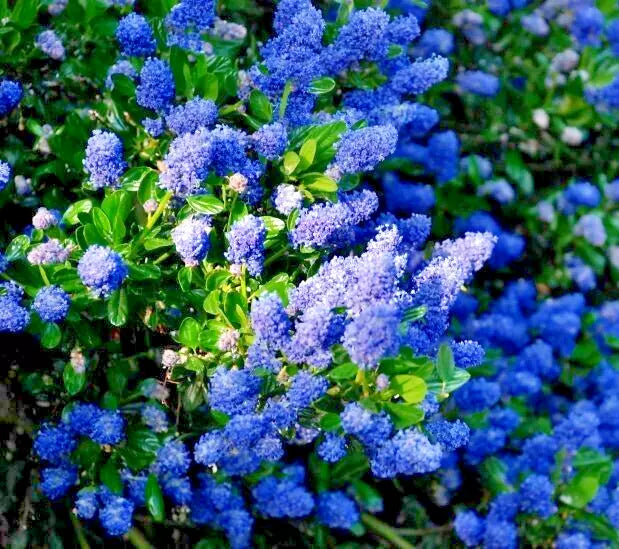 Ceanothus California Lilac 3 Unrooted 6" Live Plant Cuttings Shrub Bush - Ceanothus spp.