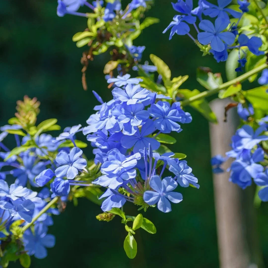 Plumbago Plants 4" Pots - 2-Pack Live Blue Flowering Shrubs (Plumbago auriculata)