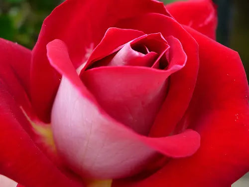 Rose Bareroot Plant Bush 2 Years Old Fire N' Ice Variety - Breathtaking Blooms