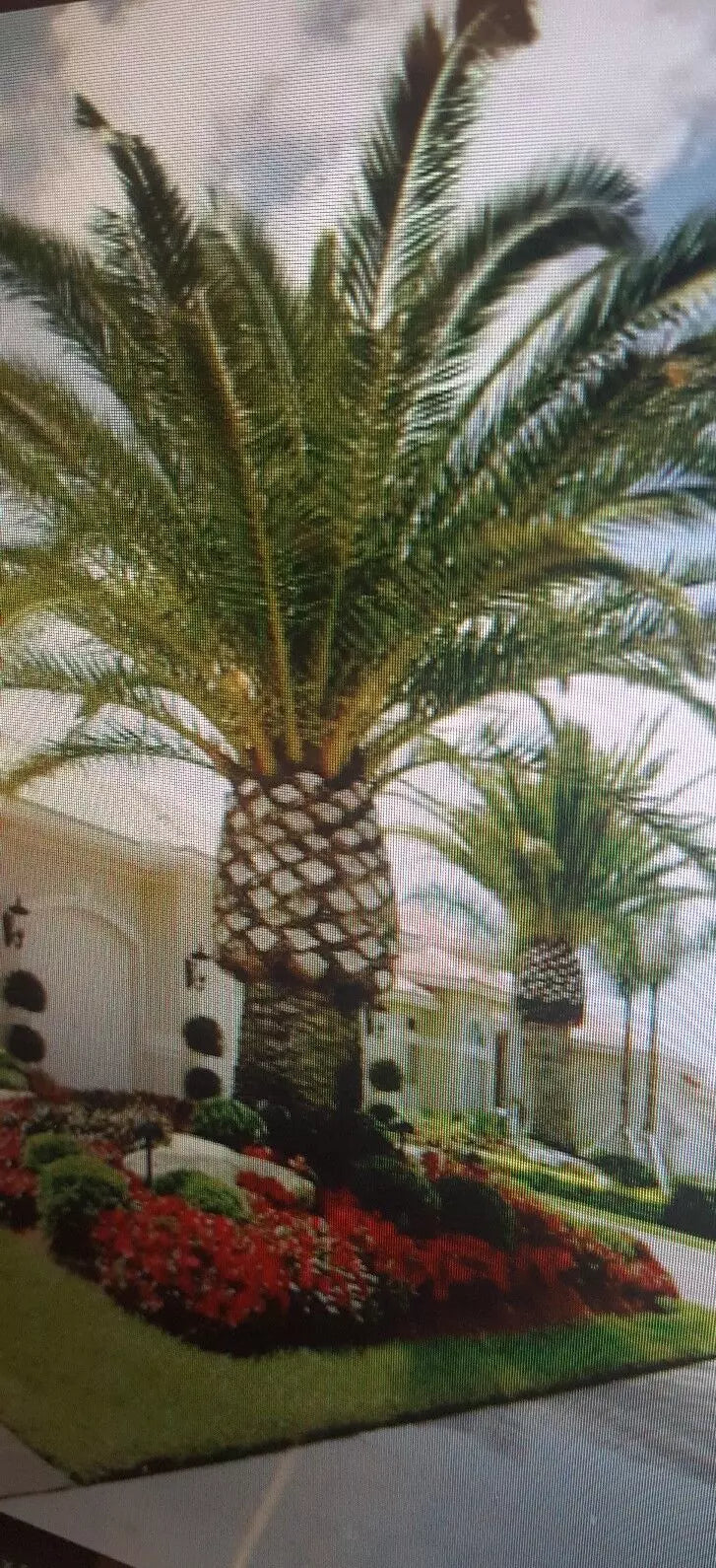 Jerusalem Palm Tree Seeds 12 Pack | Date Palm Seeds | Phoenix dactylifera