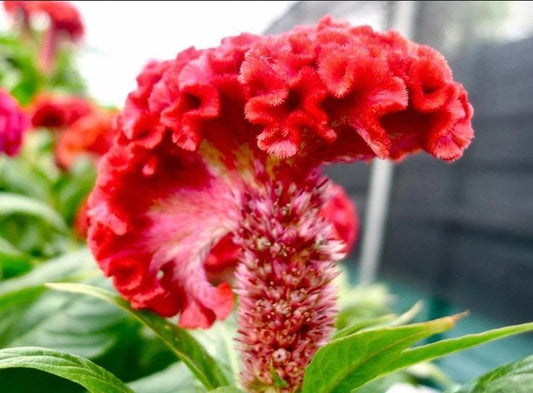 Celosia Cristata Seeds - 63+ Pack - Colorful Cockscomb Flower Seeds for Gardens and Pollinators