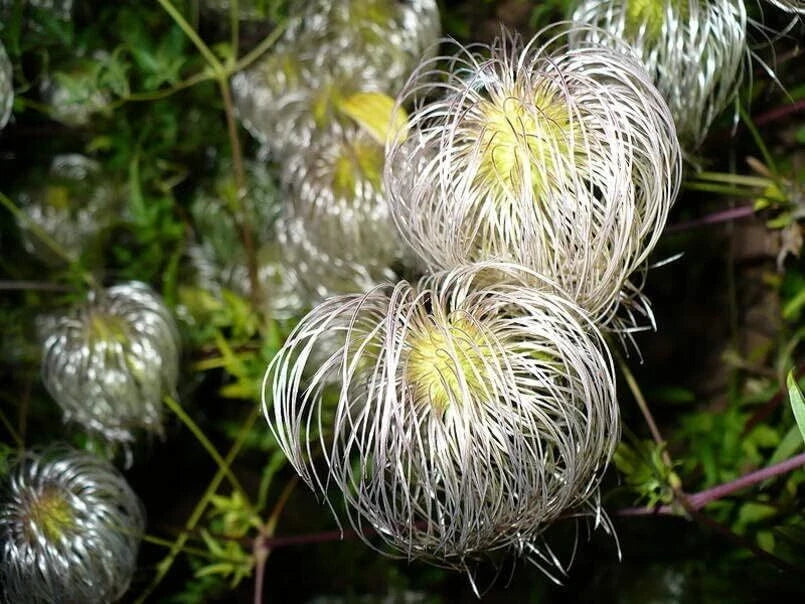Golden Clematis Seeds for Planting, 30 Seeds, Clematis tangutica, Flowering Vine, Perennial Garden Plant