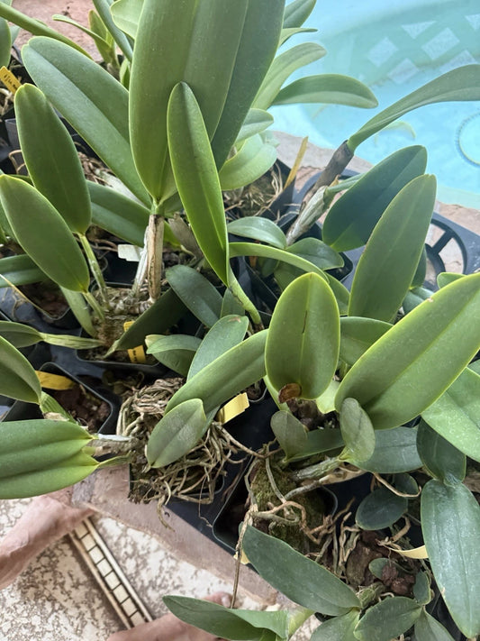 Cattleya Orchid Plant - 2 Stems, Bare Root, No Tag, Unique Surprise Variety, Perfect for Collectors