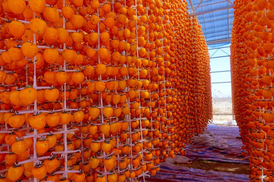 American Persimmon Tree Seeds - 20 Pack - Diospyros virginiana - Grown in USA, Ships from Iowa