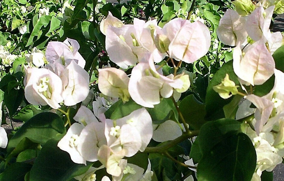 Bougainvillea Starter Plant - Vera White - Small Well Rooted - Rare Variety - Bougainvillea glabra