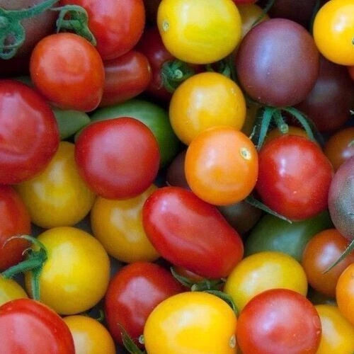 Rainbow Cherry Tomato Seeds Mix 100+ | Red, Orange, Yellow, Purple Varieties | Ideal for Garden | Solanum lycopersicum