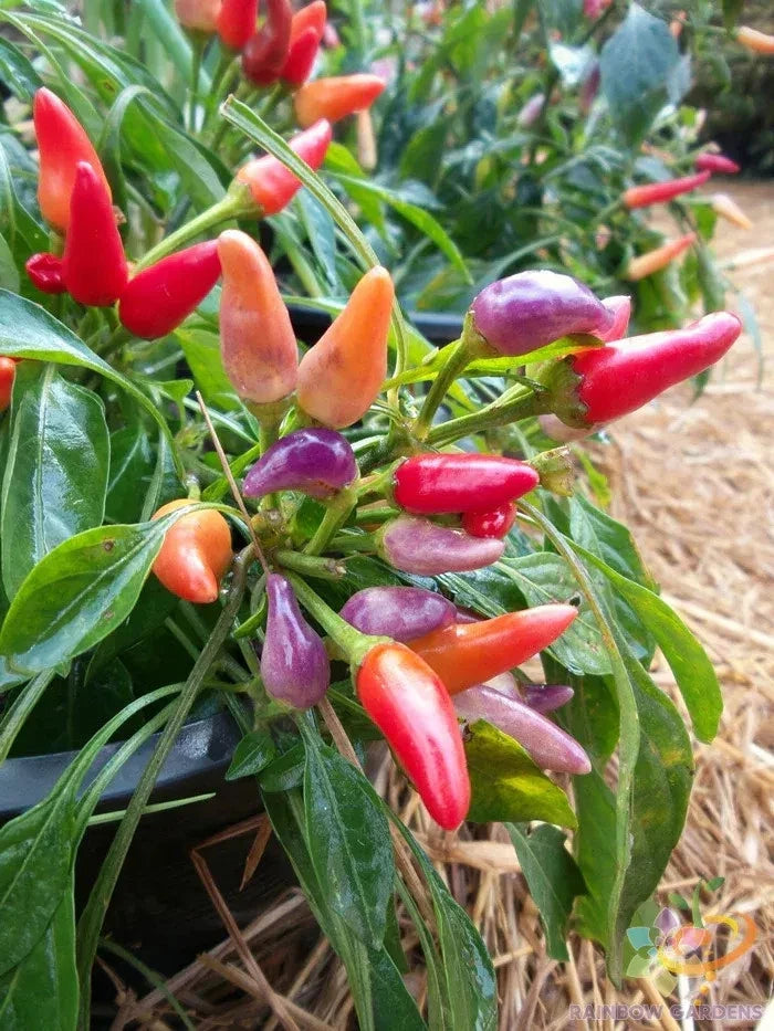 Candlelight Sweet Pepper Seeds - 25+ Pack - Non-GMO Garden Seeds for Planting - Capsicum annuum