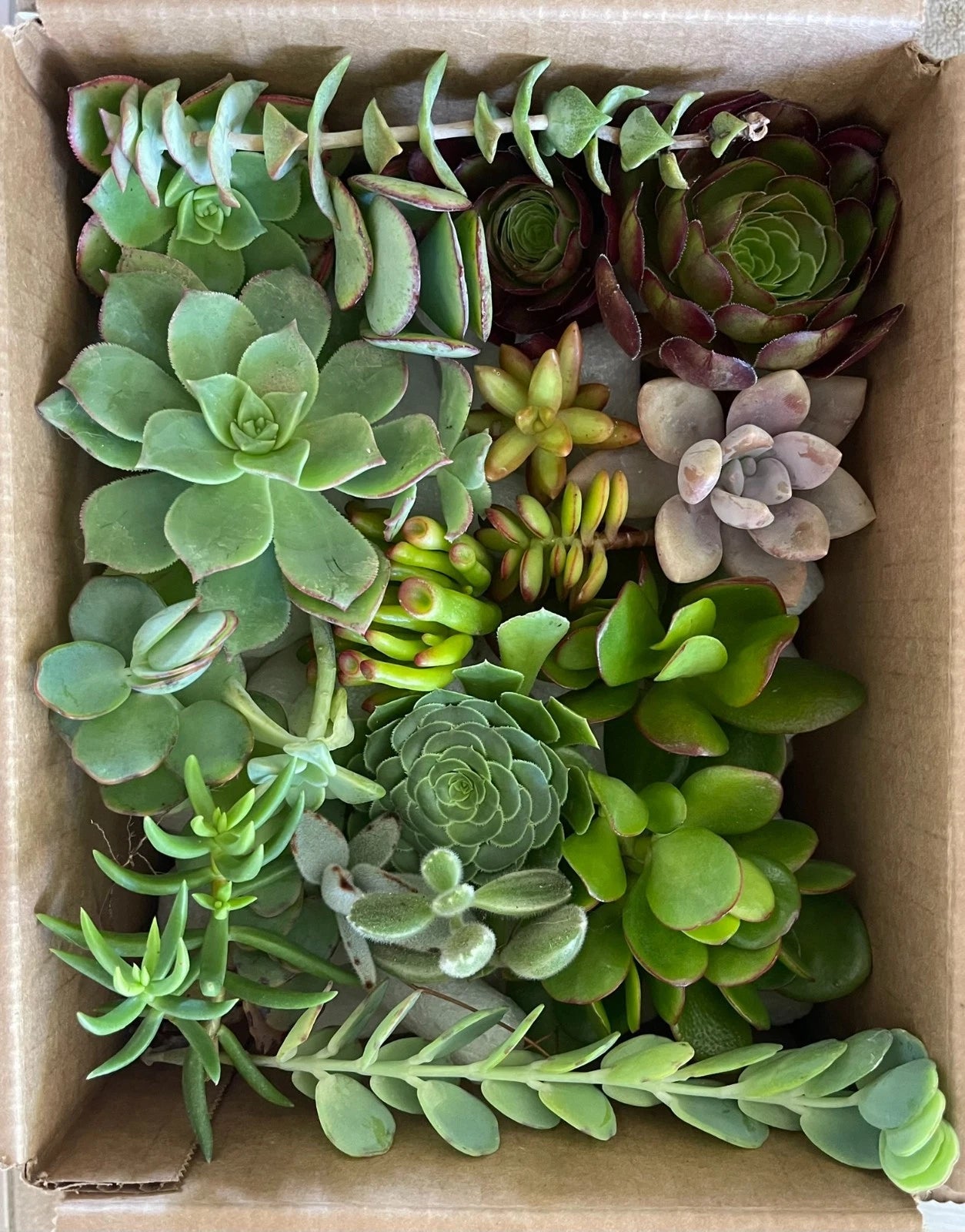 15 Fresh Healthy Succulent Cuttings Set - 15 Varieties - Organically Grown Succulents for Planting, Home Decor