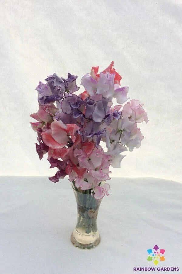 50+ Sweet Pea Seeds Striped Mixture for Garden Planting - Lathyrus odoratus - USA