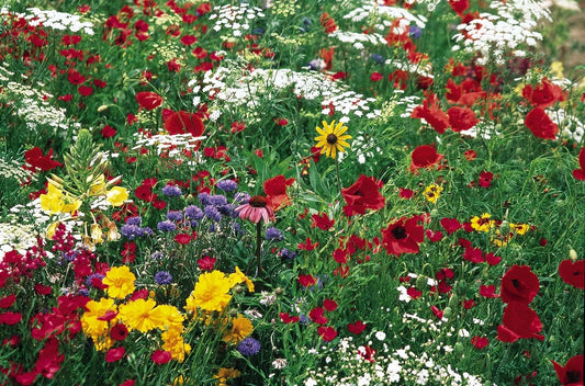 Midwestern Wildflower Mixture Seed - Fresh Wildflower Seeds for Garden Planting - Native Flora, Pollinator Friendly