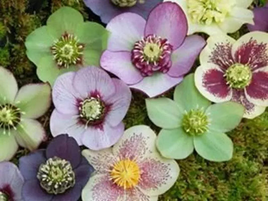 15+ Rose Helleborus Seeds - Christmas Rose Flower Seeds - Winter Blooming Perennial (Helleborus niger)