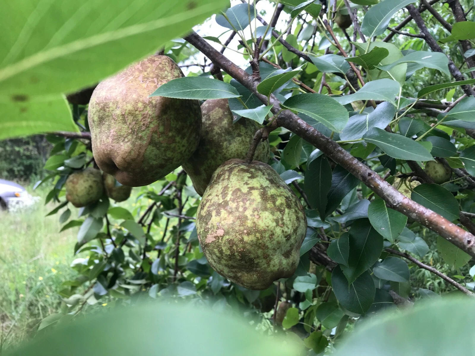 Bartlett Pear Tree Cuttings for Propagation - 5 Easy to Root Cuttings (Pyrus communis)