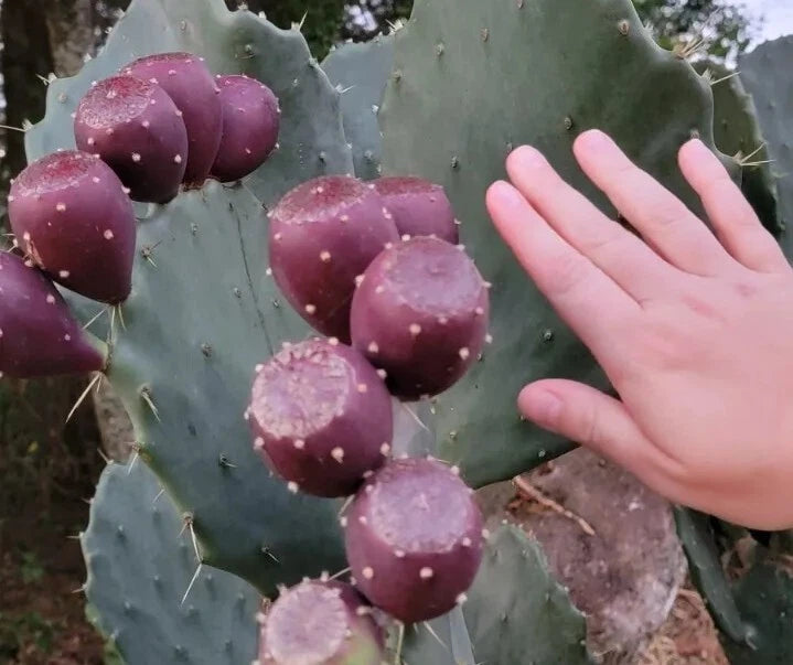 Giant Prickly Pear Cactus Pads 3-Pack Cold Hardy Opuntia Produces Large Fruit