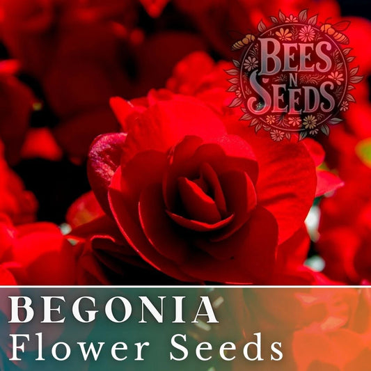 Berry Flame Begonia Seeds - Non-GMO Flower Seeds, 45 or 125 Seeds, Colorful Blooms, Ideal for Gardens (Begonia spp.)