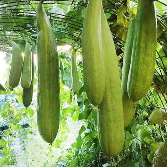 Armenian Yard Long Cucumber Seeds - 50+ Non-GMO Fresh Garden Seeds - Heirloom Vegetable Seeds for Home Gardening